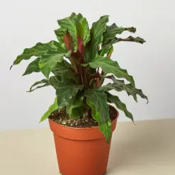 Calathea Rufibarba 'Furry Feather' houseplant