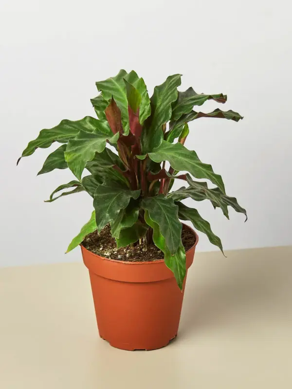 Calathea Rufibarba 'Furry Feather' houseplant