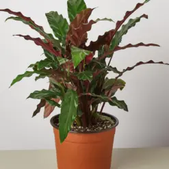 Calathea Rufibarba 'Furry Feather' — additional view