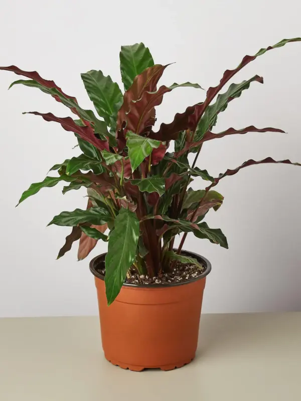 Calathea Rufibarba 'Furry Feather' — additional view