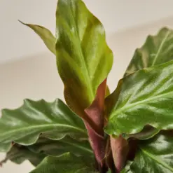 Calathea Rufibarba 'Furry Feather' — leaf detail close-up