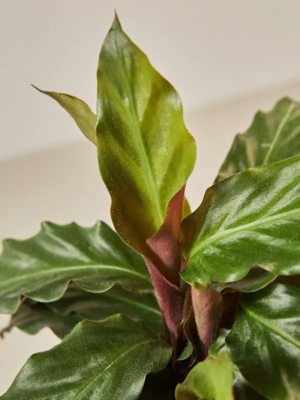 Calathea Rufibarba 'Furry Feather' — leaf detail close-up