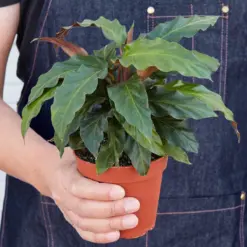 Calathea Rufibarba 'Furry Feather' — held in hand for size reference