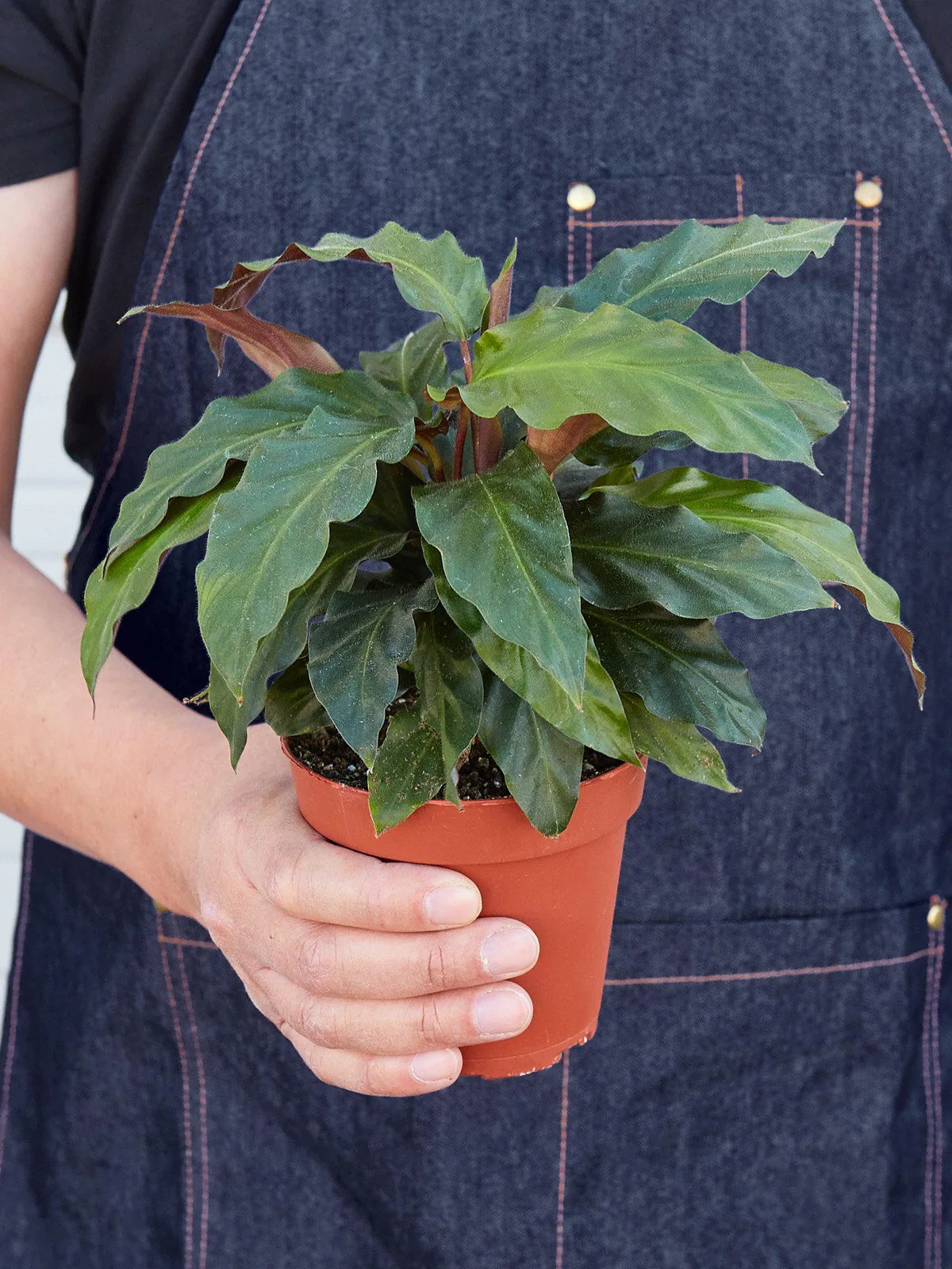 Calathea Rufibarba 