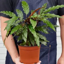 Calathea Rufibarba 'Furry Feather' — held in hand for size reference