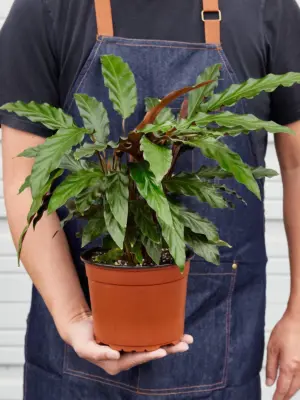 Calathea Rufibarba 'Furry Feather' — held in hand for size reference