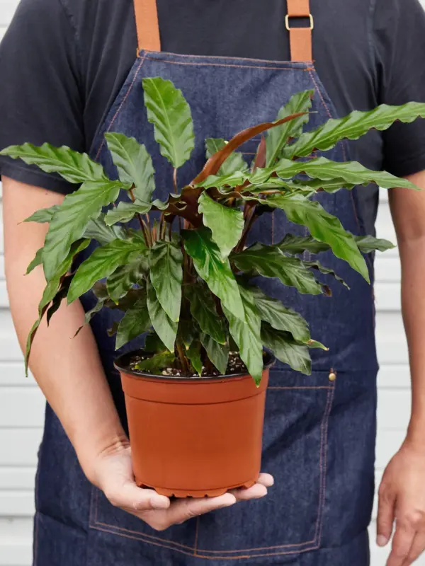 Calathea Rufibarba 'Furry Feather' — held in hand for size reference