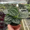 Calathea 'Green Goddess' houseplant