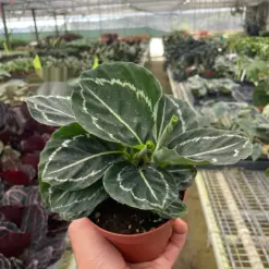 Calathea 'Green Goddess' houseplant