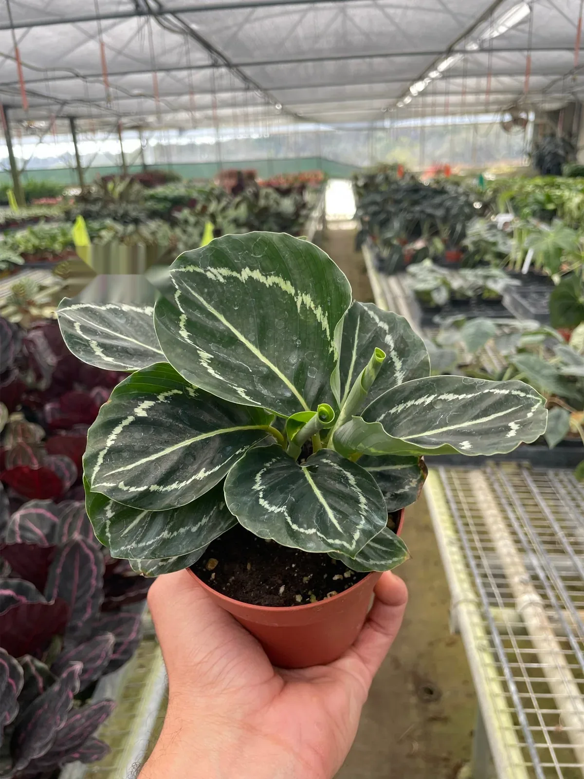 Calathea 