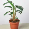 Calathea 'Grey Star' houseplant