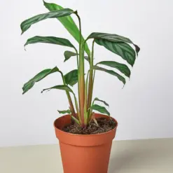 Calathea 'Grey Star' houseplant