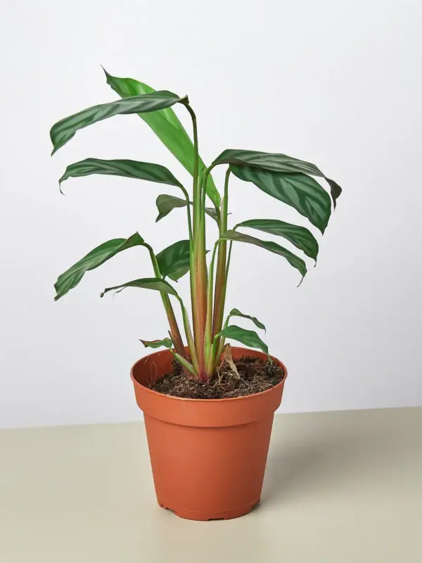 Calathea 'Grey Star' houseplant