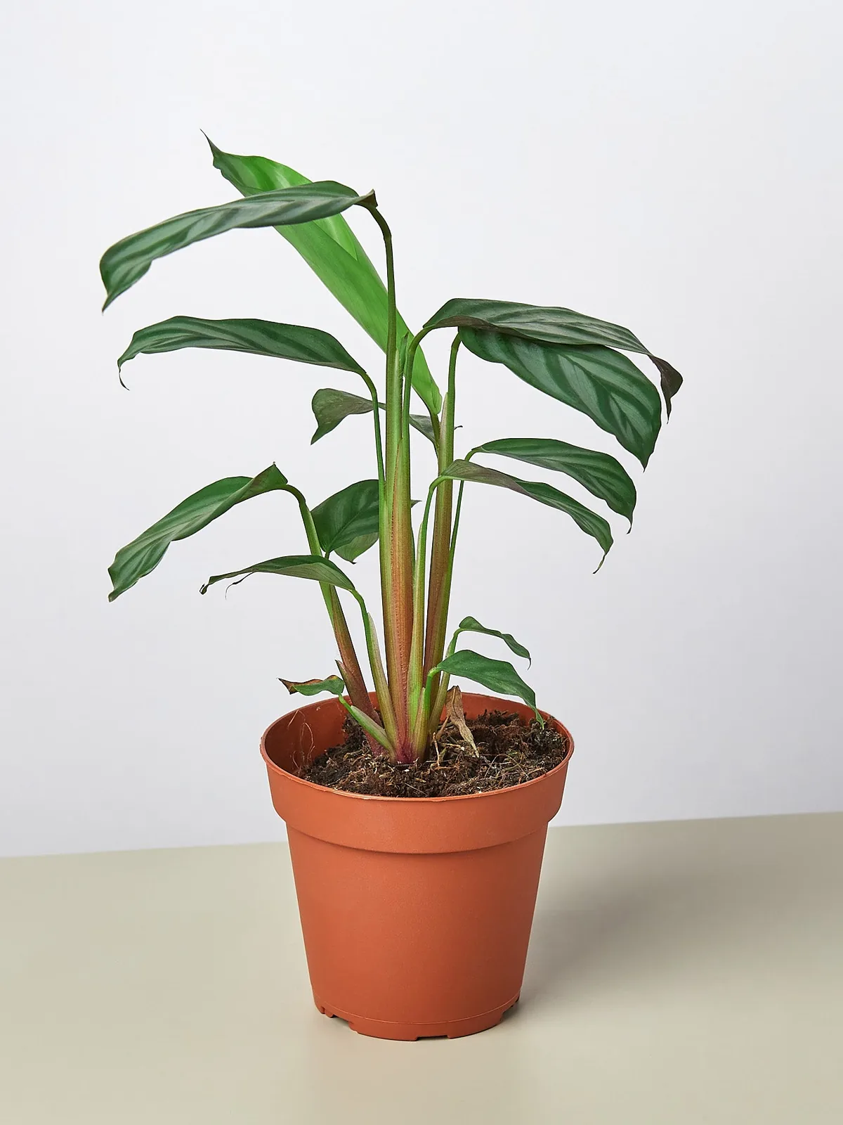 Calathea 