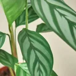 Calathea 'Grey Star' — leaf detail close-up