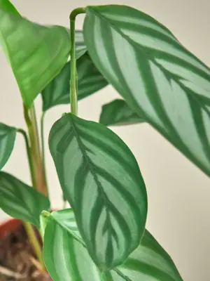 Calathea 'Grey Star' — leaf detail close-up