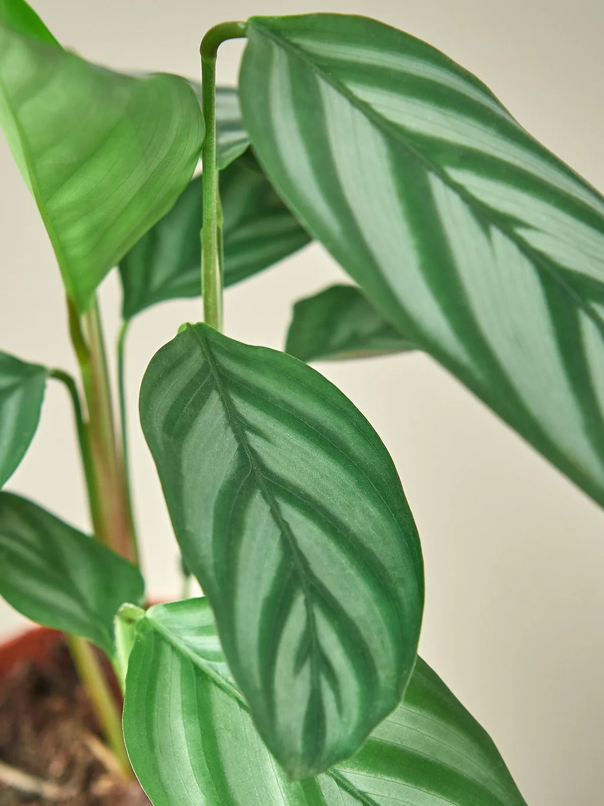 Calathea 