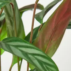 Calathea 'Grey Star' — leaf detail close-up