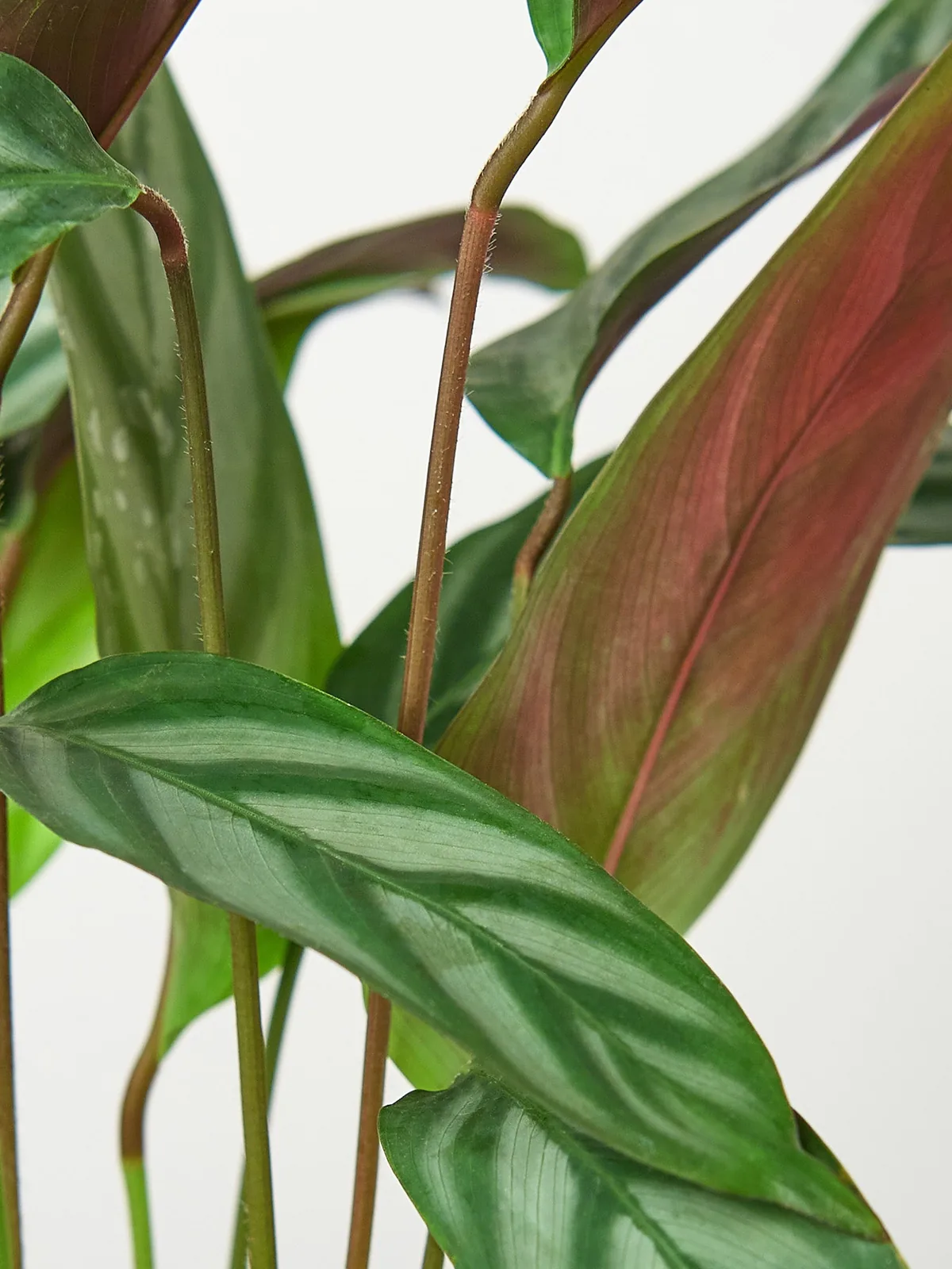 Calathea 