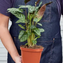 Calathea 'Grey Star' — held in hand for size reference