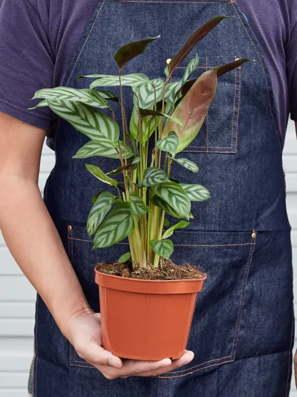 Calathea 'Grey Star' — held in hand for size reference