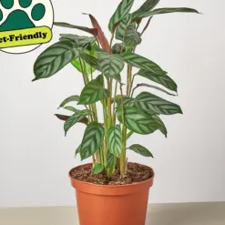 Calathea 'Grey Star' — additional view