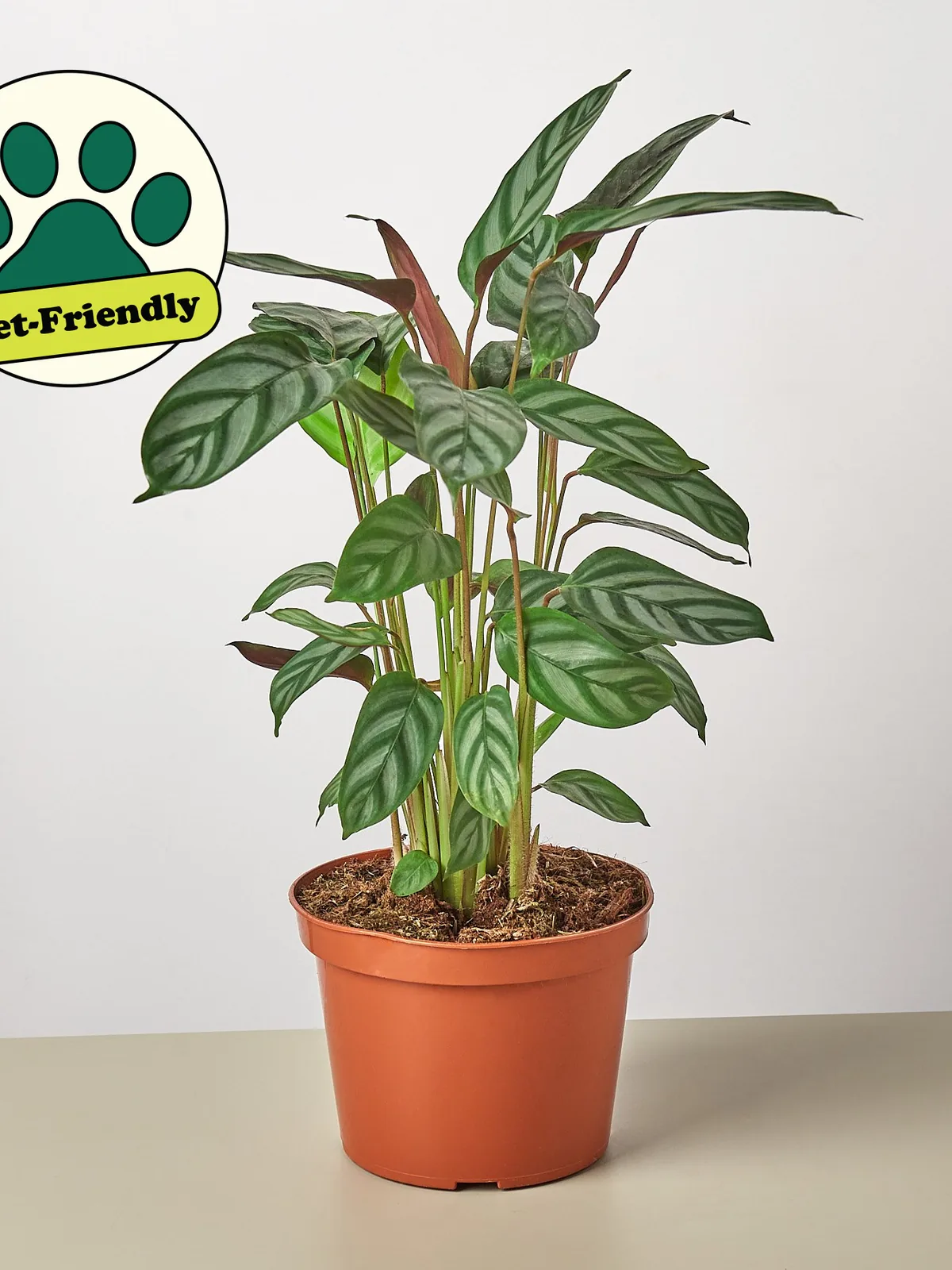 Calathea 