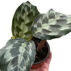 Calathea 'Kennedy' houseplant