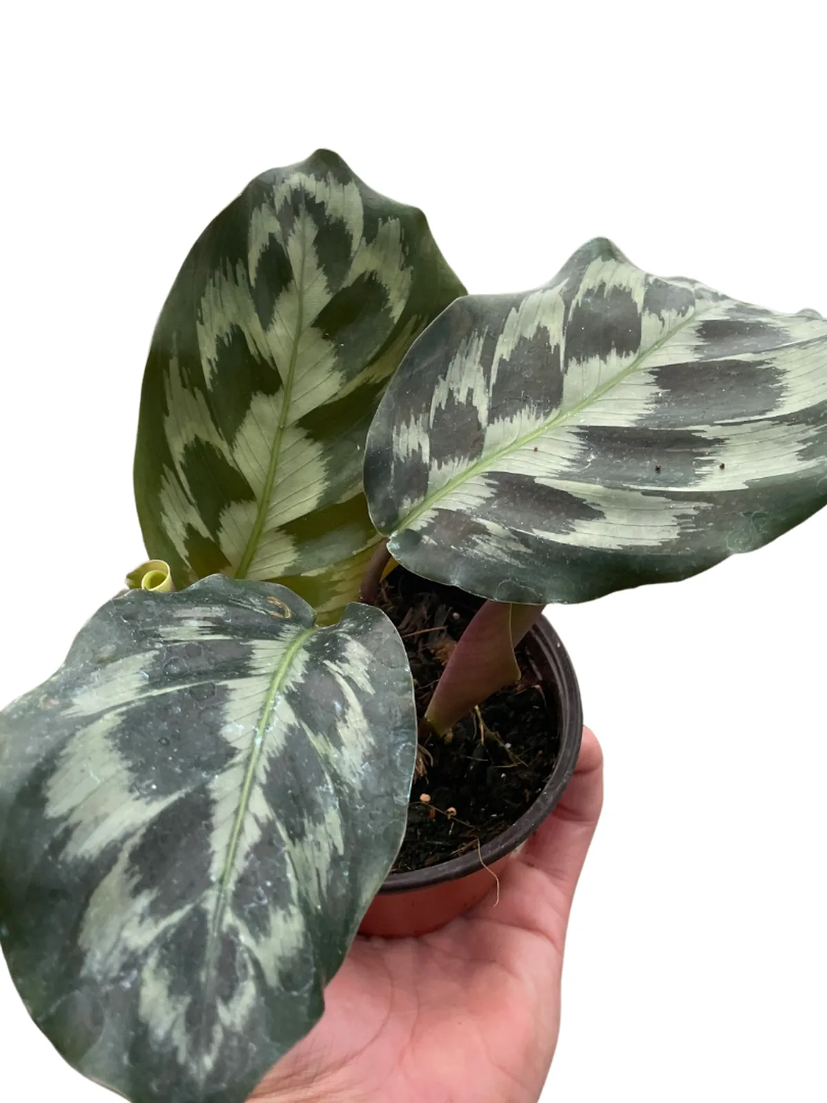 Calathea 