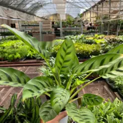 Calathea Leopardina houseplant