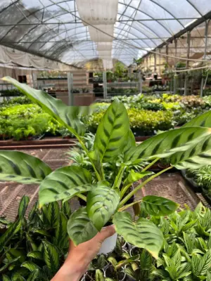 Calathea Leopardina houseplant