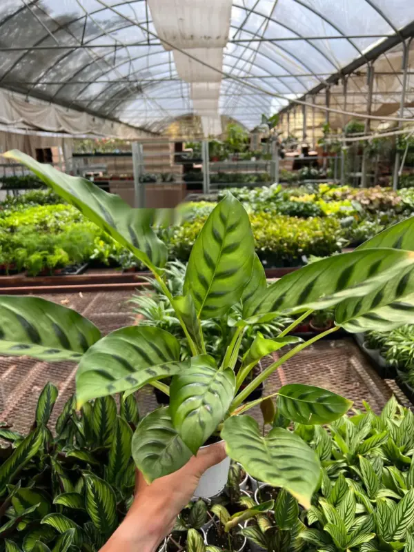 Calathea Leopardina houseplant