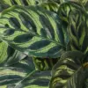 Calathea 'Makoyana' houseplant