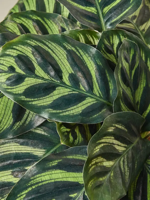Calathea 'Makoyana' houseplant