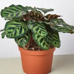 Calathea 'Makoyana' — additional view
