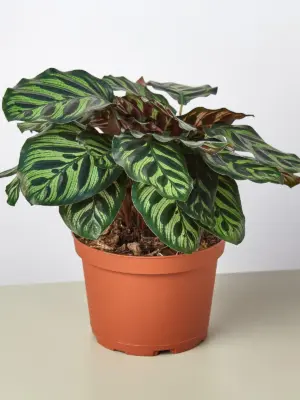 Calathea 'Makoyana' — additional view