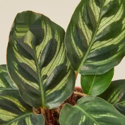 Calathea 'Makoyana' — leaf detail close-up