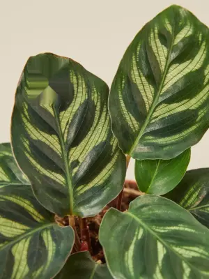 Calathea 'Makoyana' — leaf detail close-up