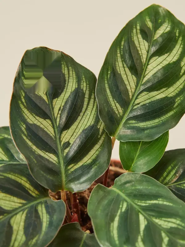 Calathea 'Makoyana' — leaf detail close-up