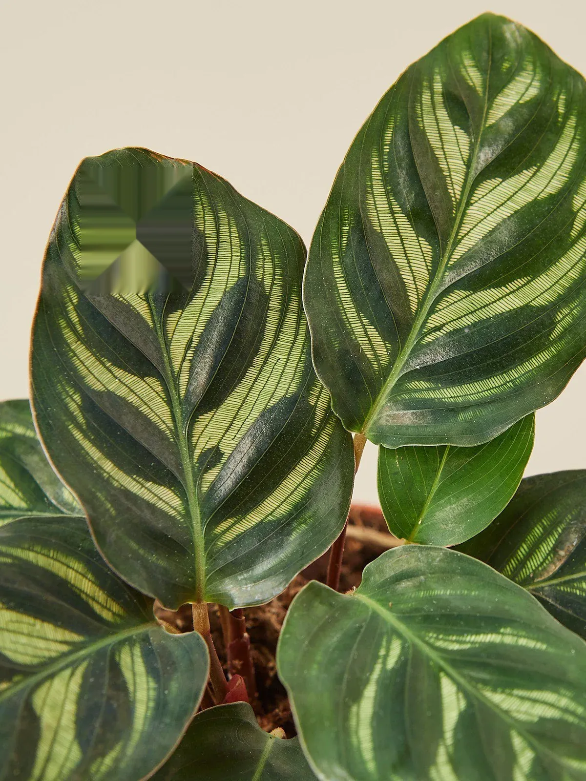 Calathea 