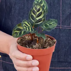 Calathea 'Makoyana' — held in hand for size reference