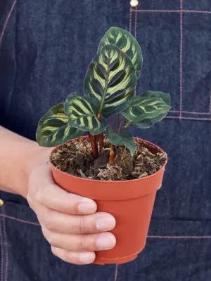 Calathea 'Makoyana' — held in hand for size reference