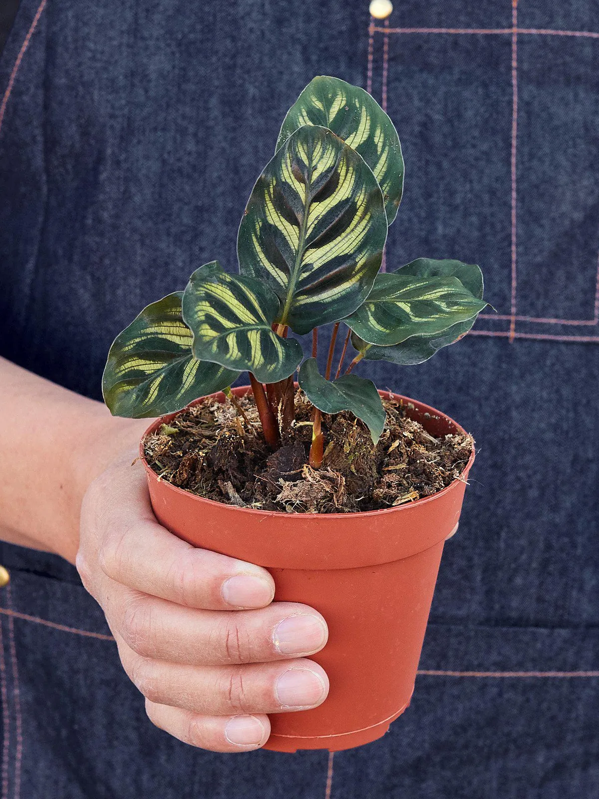 Calathea 