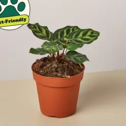 Calathea 'Makoyana' — additional view