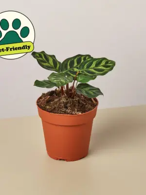 Calathea 'Makoyana' — additional view