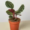 Calathea Roseopicta 'Medallion' houseplant