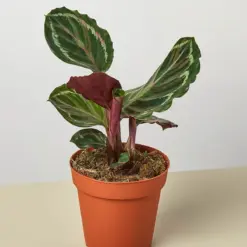 Calathea Roseopicta 'Medallion' houseplant