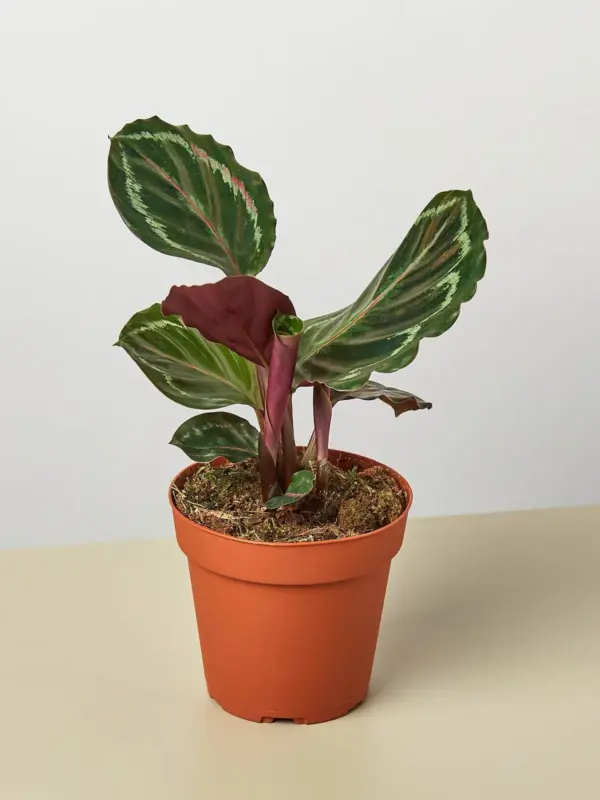 Calathea Roseopicta 'Medallion' houseplant