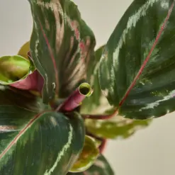 Calathea Roseopicta 'Medallion' — leaf detail close-up