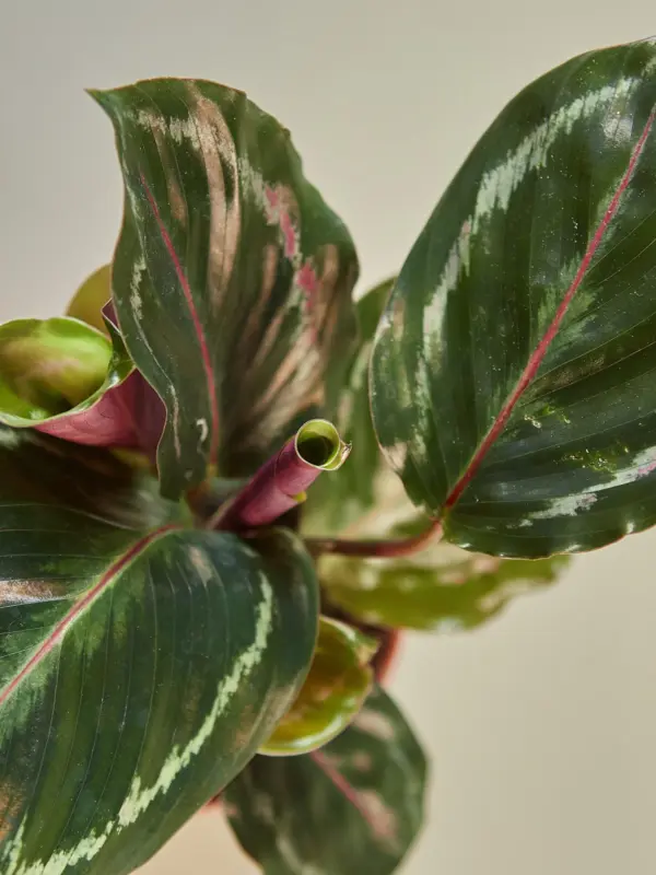 Calathea Roseopicta 'Medallion' — leaf detail close-up